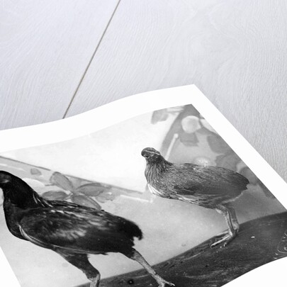 Manx bantams by George Bellett Cowen